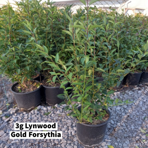 October 2022 3g Lynwood Gold Forsythia